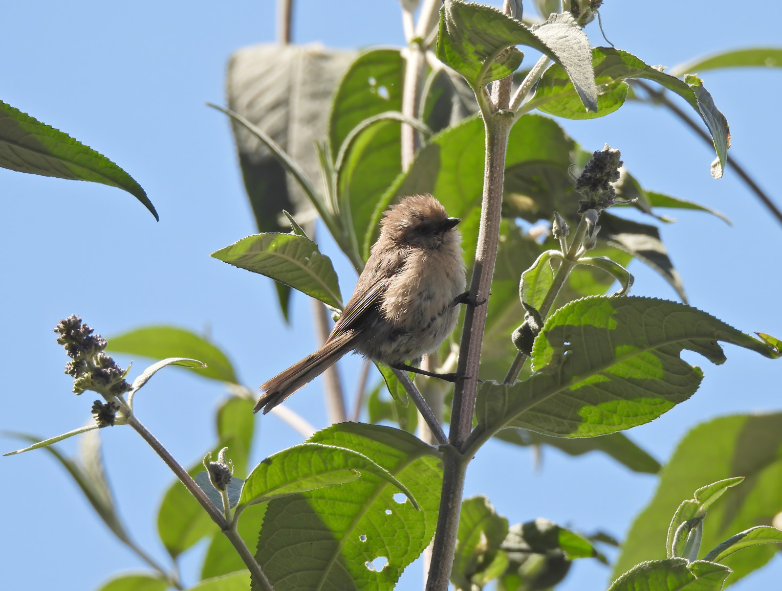image Bushtit